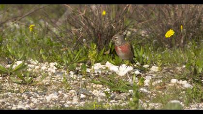 Common Linnet