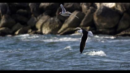 Lesser Black-backed Gull