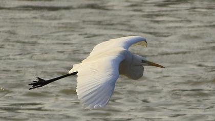 Büyük ak balıkçıl