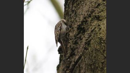 Short-toed Treecreeper