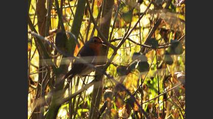 European Robin