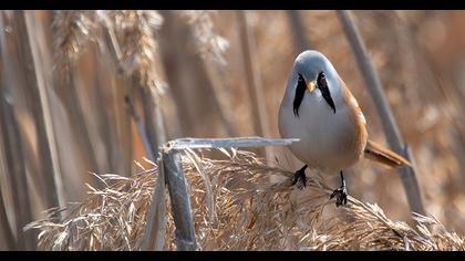 Bıyıklı baştankara