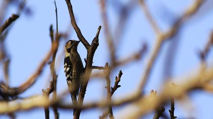 Küçük ağaçkakan
