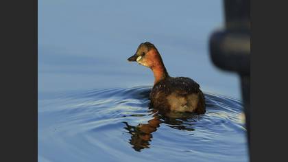 Little Grebe
