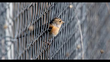 Brambling