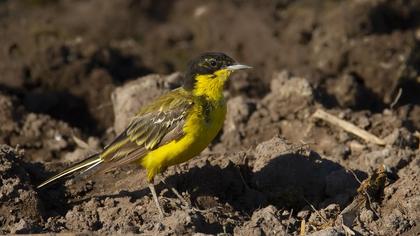 Sarı kuyruksallayan