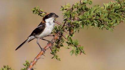 Kızılbaşlı örümcekkuşu