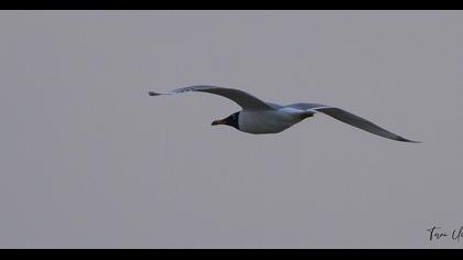 Büyük karabaş martı