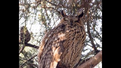 Kulaklı orman baykuşu