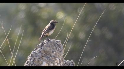 Aksırtlı kuyrukkakan