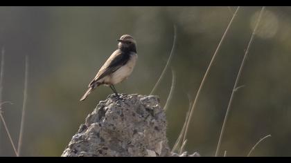 Aksırtlı kuyrukkakan
