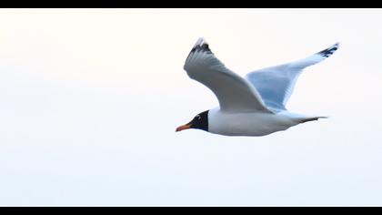 Büyük karabaş martı