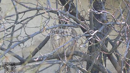 Kulaklı orman baykuşu