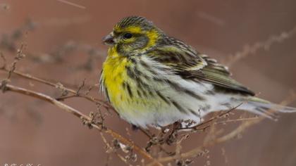 European Serin