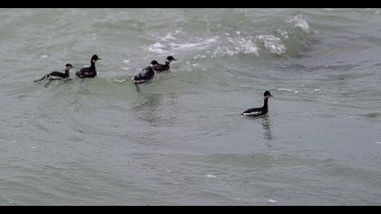 Karaboyunlu batağan