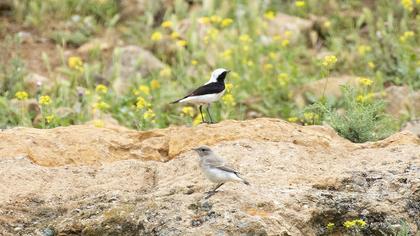 Aksırtlı kuyrukkakan