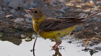Karabaşlı kirazkuşu