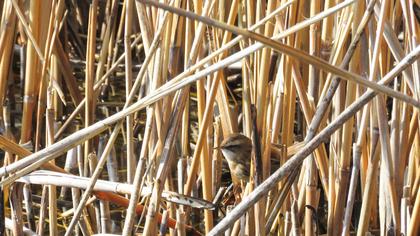 Bıyıklı kamışçın