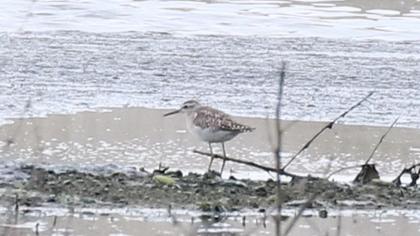 Orman düdükçünü