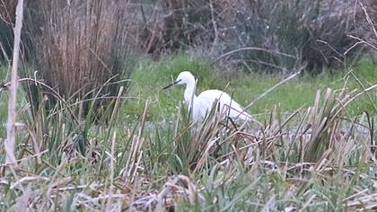 Küçük ak balıkçıl