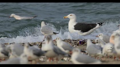 Büyük karasırtlı martı
