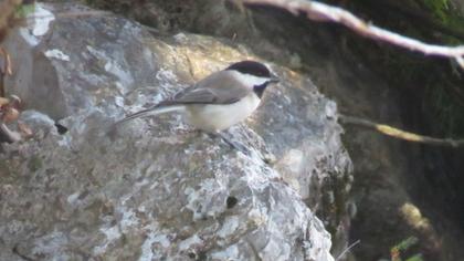 Akyanaklı baştankara