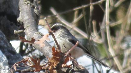 Long-tailed Tit