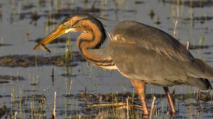 Erguvani balıkçıl