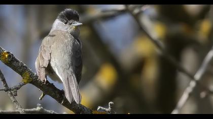 Karabaşlı ötleğen