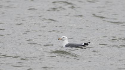 Van gölü martısı