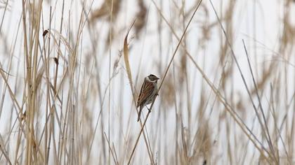 Bataklık Kirazkuşu