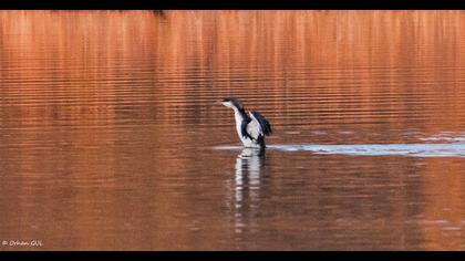 Karagerdanlı dalgıç