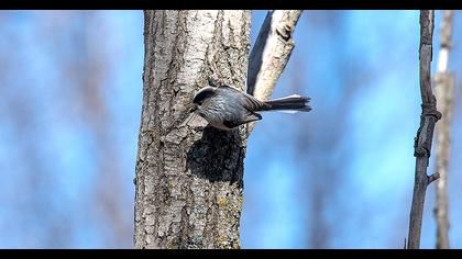 Uzunkuyruklu baştankara