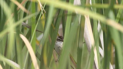 Bıyıklı kamışçın