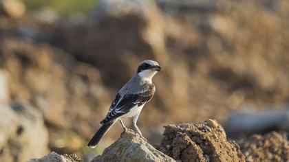 Karaalınlı örümcekkuşu