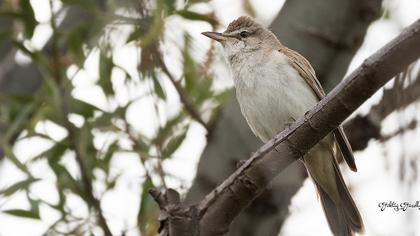 Büyük kamışçın