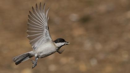 Akyanaklı baştankara