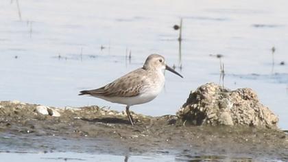 Karakarınlı kumkuşu