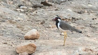 Red-wattled Lapwing