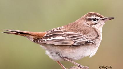 Rufous-tailed Scrub Robin
