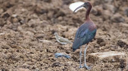 Glossy Ibis