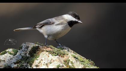 Akyanaklı baştankara