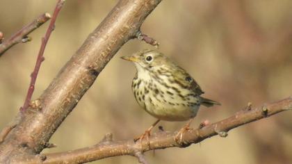 Meadow Pipit