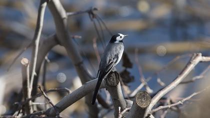 White Wagtail
