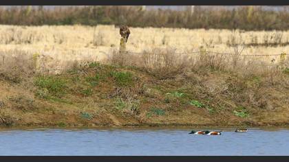 Common Buzzard