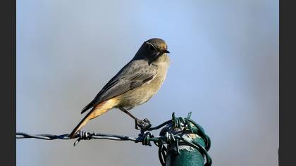 Black Redstart