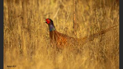 Common Pheasant