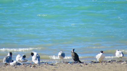 Büyük karabaş martı