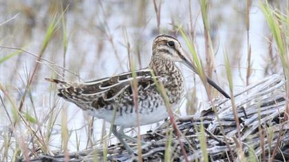 Common Snipe