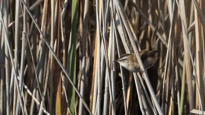 Bıyıklı kamışçın